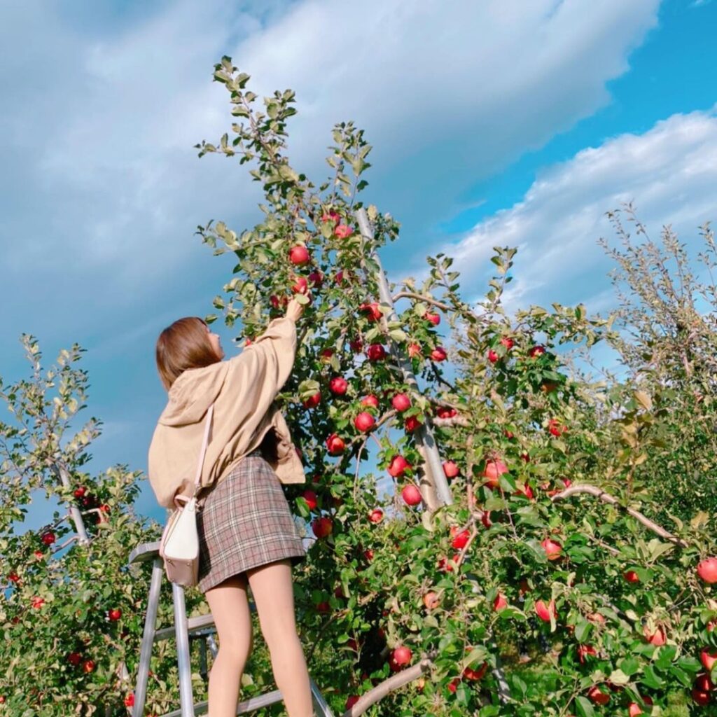 ニトリ観光果樹園 フルーツ狩り 北海道