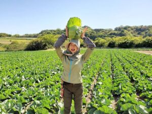 春キャベツ採れたよ。ぽかぽか陽気の農業日和