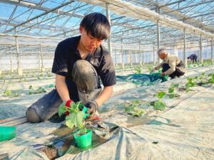 埼玉できゅうりの定植をするきゅうり農家
