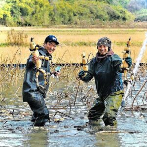 儲かるレンコン農家の特徴とは? 【実例を紹介】