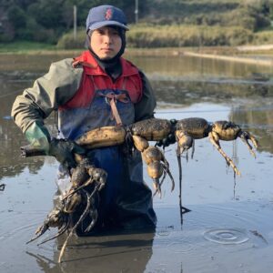 立派に育ったレンコン。来季に向けて植え付け