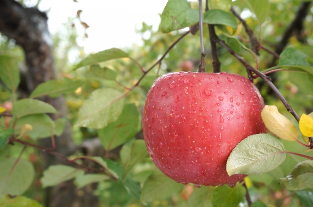 りんご農家の平均年収は◯◯万円！
