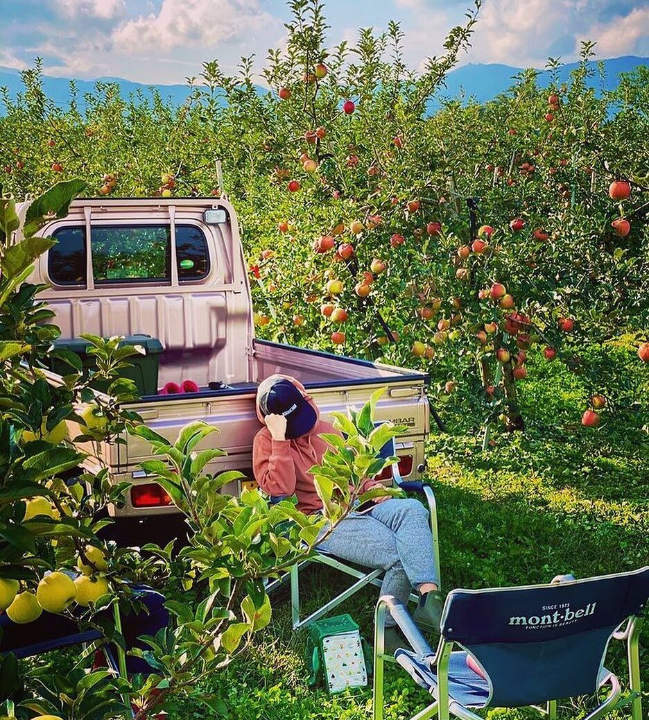 りんご農園で優雅に休憩する農家