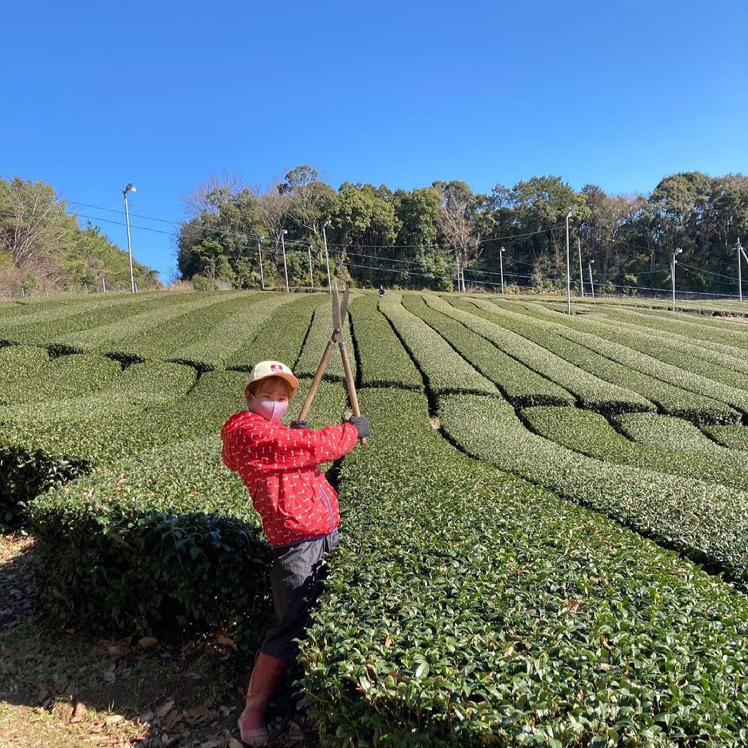 お茶農家は年収がいくら？