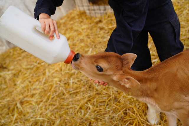 酪農家の仕事④：子牛の世話