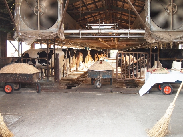 酪農家の仕事③：牛舎の掃除