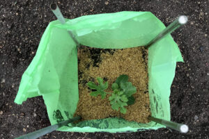 スイカの植え付け：根元の地熱を確保して定植