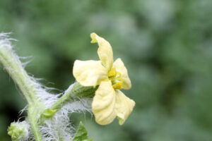 スイカの開花・人工授粉：一番花は摘み取り、授粉は2番花から