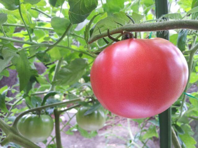 初心者でもどっさり収穫できちゃうトマトの育て方【プロ農家直伝！】