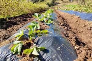 イチゴの土作り：高畝にすることで害虫から守ろう