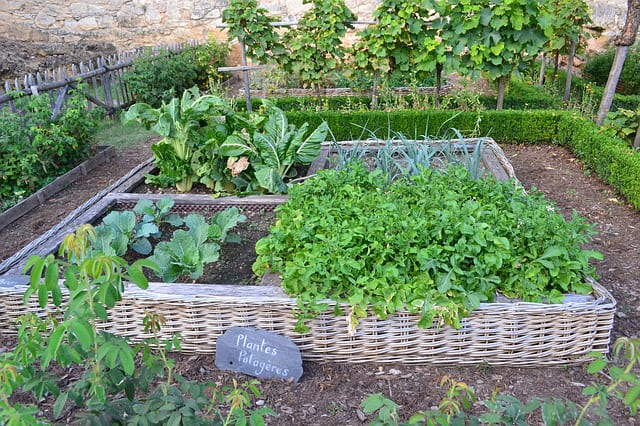 【家庭菜園で日陰を有効活用】日当たりが悪くても育つ野菜を紹介