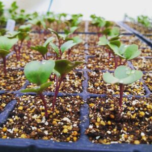 コールラビの栽培：育苗ポットで苗作り中