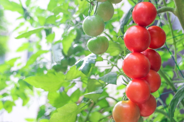 収穫時期の綺麗に色づいたミニトマト