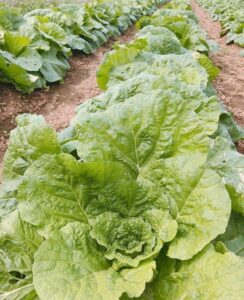 ぐんぐん成長中の白菜：白菜の育て方・栽培のコツ