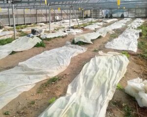 病害虫対策：間隔をあけて栽培＆不織布をかける