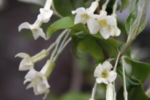 ビックリグミの白い花：グミの栽培方法