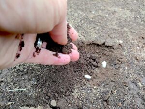 点まきの手順：種の上に土を被せて鎮圧する