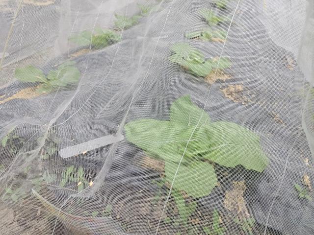 白菜の手入れ：苗を植え付けたら防虫ネットを張るように