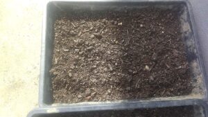 ケール栽培の土の準備：ケールの育て方のコツ