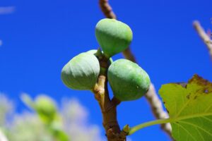 イチジク栽培：イチジクの木の先端につく夏果