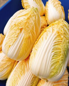 白菜栽培：白菜の品種「オレンジ白菜」