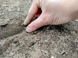 条まき（すじまき）の手順：土を指でつまんで種を埋めていく