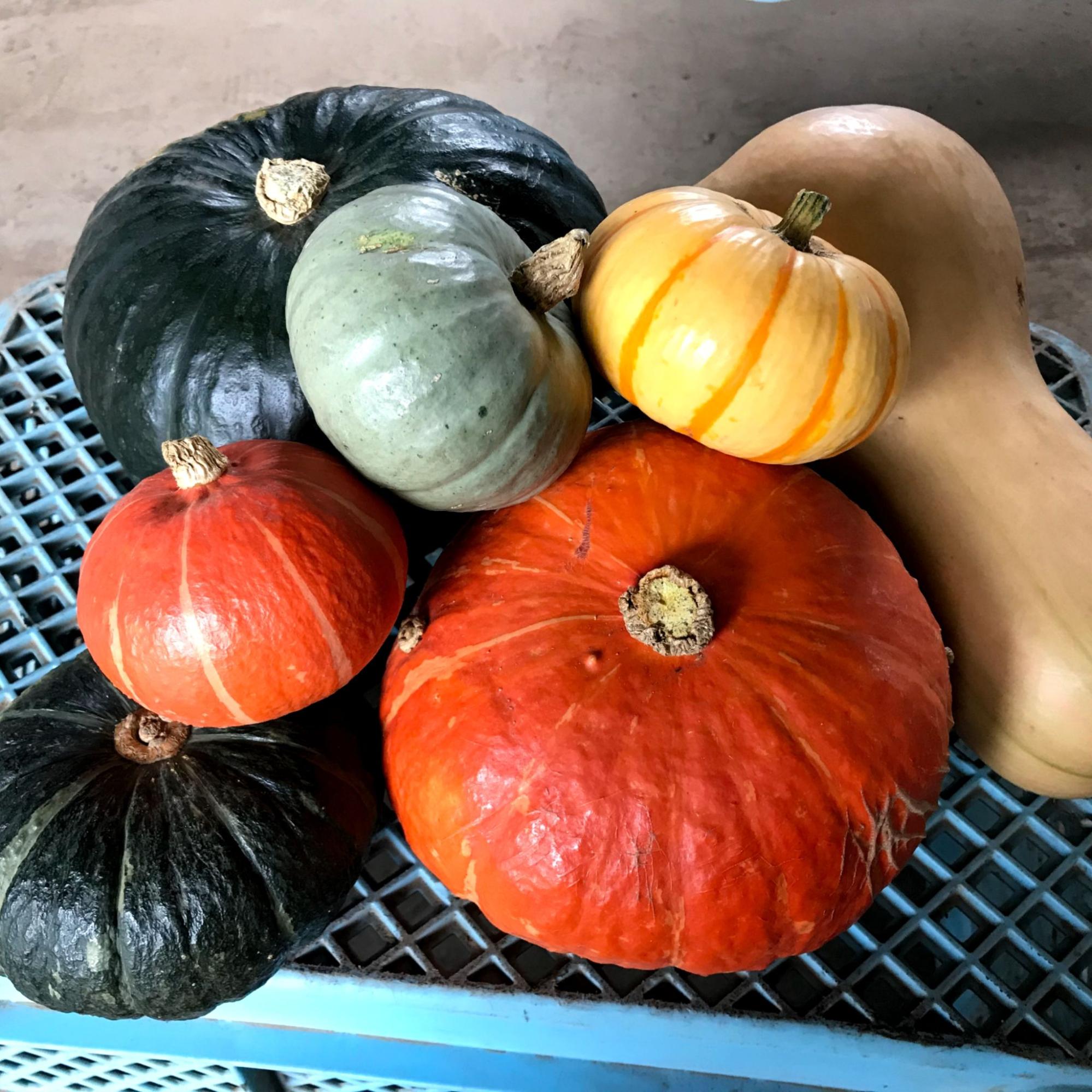 かぼちゃの栽培方法・育て方のコツ｜若手農家が教える家庭菜園