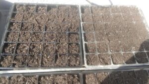 サラダほうれん草の栽培：土の準備