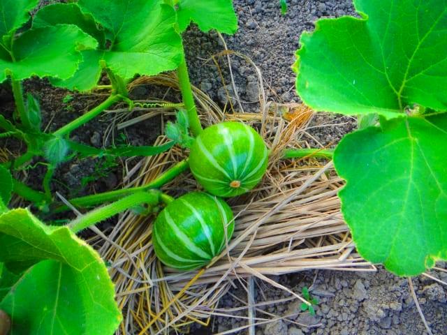かぼちゃの栽培方法：追肥のコツ