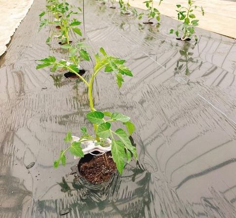 苗植え直後のミニトマト：ミニトマトの育て方