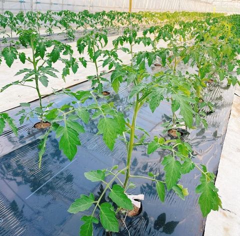 植え付け後成長してきたミニトマトの苗：ミニトマトの栽培方法