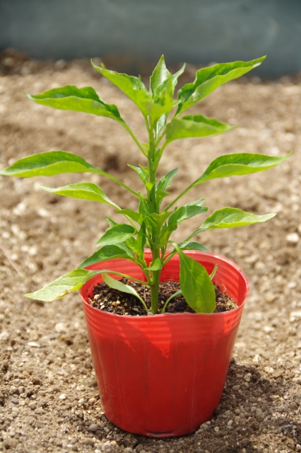 唐辛子のプランターでの育て方：唐辛子の苗の植え付け