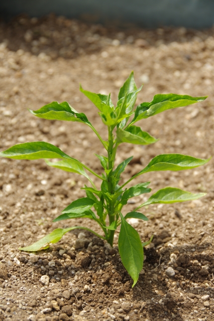 唐辛子のプランターでの育て方：唐辛子の苗の植え付け