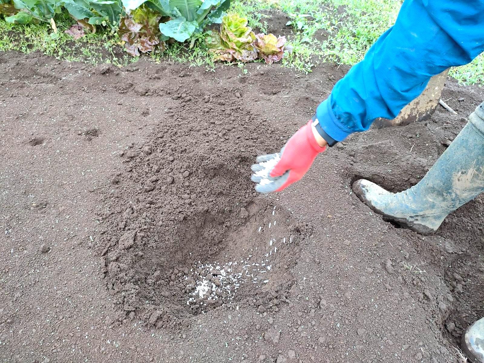 畝立ての手順①：穴を掘って元肥を入れる