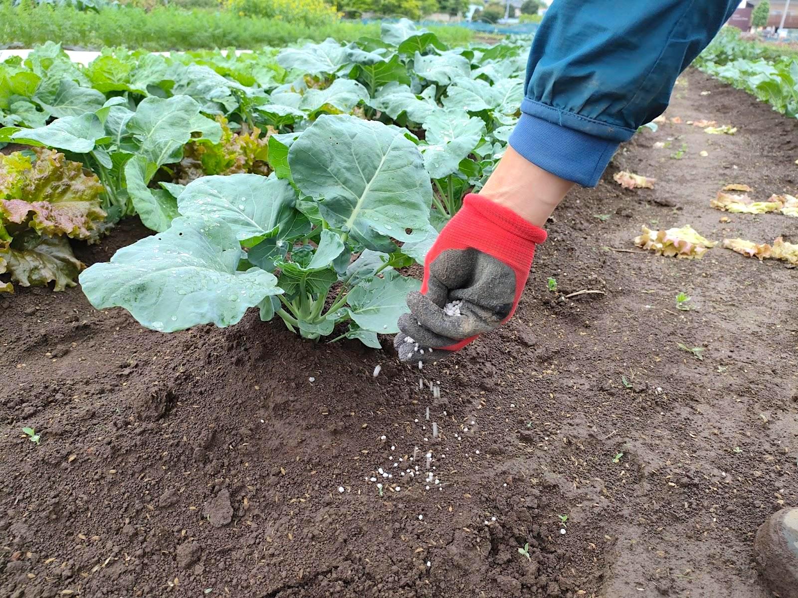 追肥の方法：粒状肥料の場合