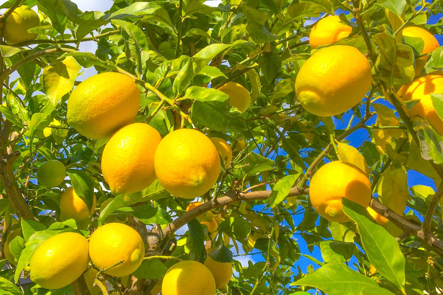 レモンの育て方・栽培方法のコツ｜家庭菜園のプロが教える