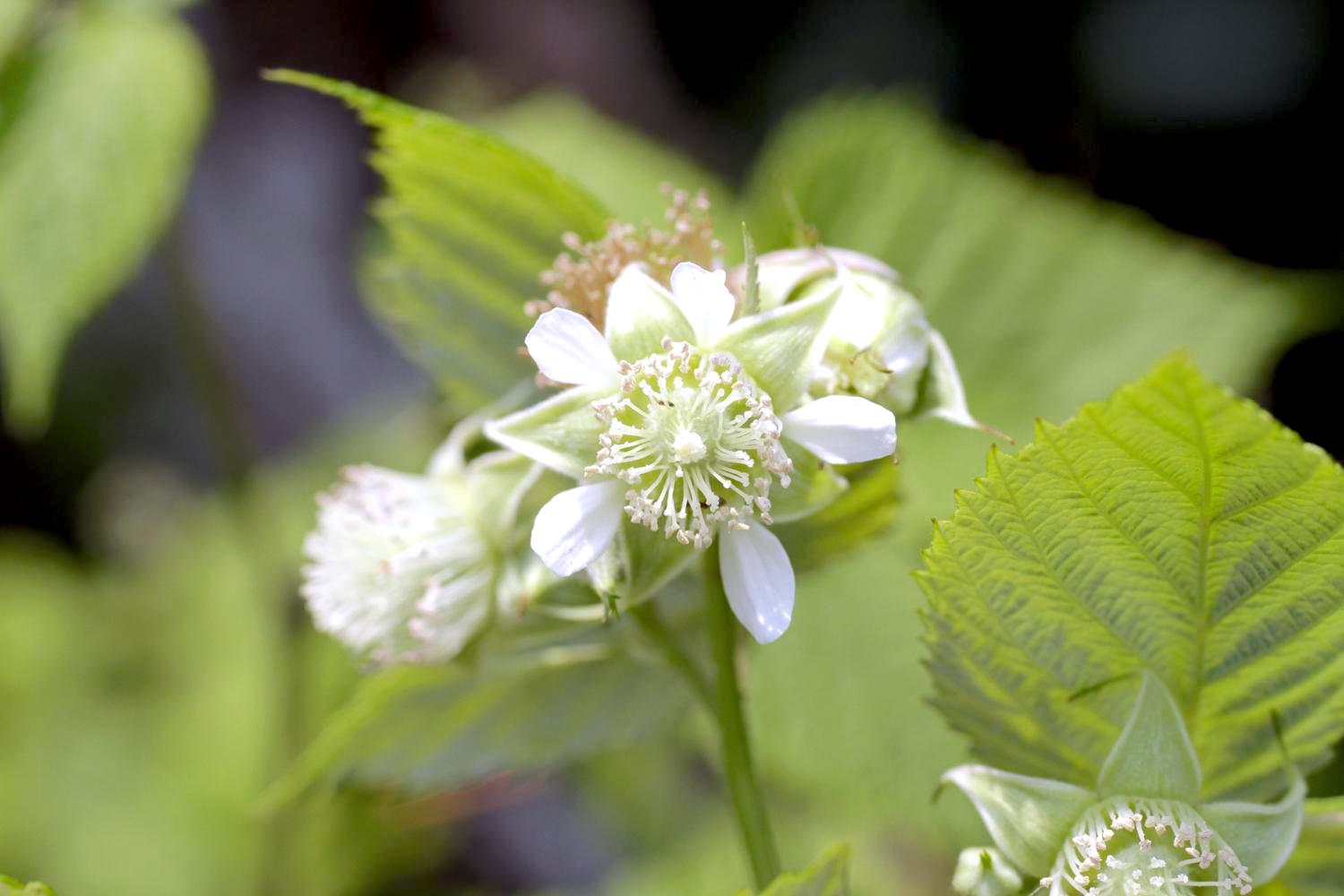 ラズベリーの可愛らしい白い花