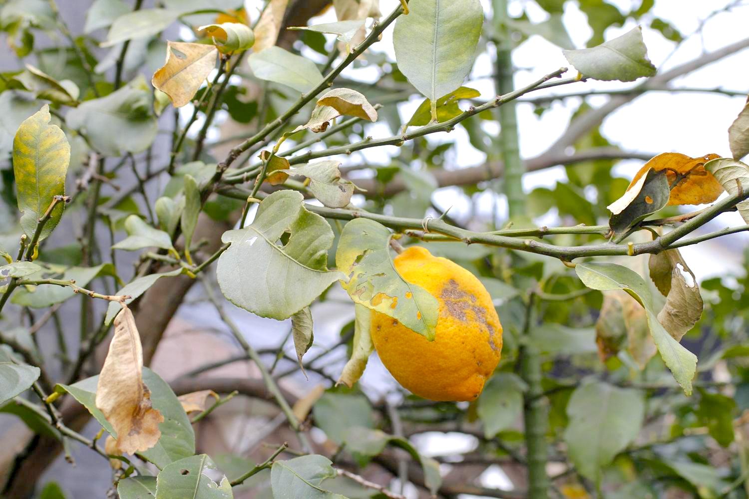 レモン栽培の病害虫対策：かいよう病になったレモン