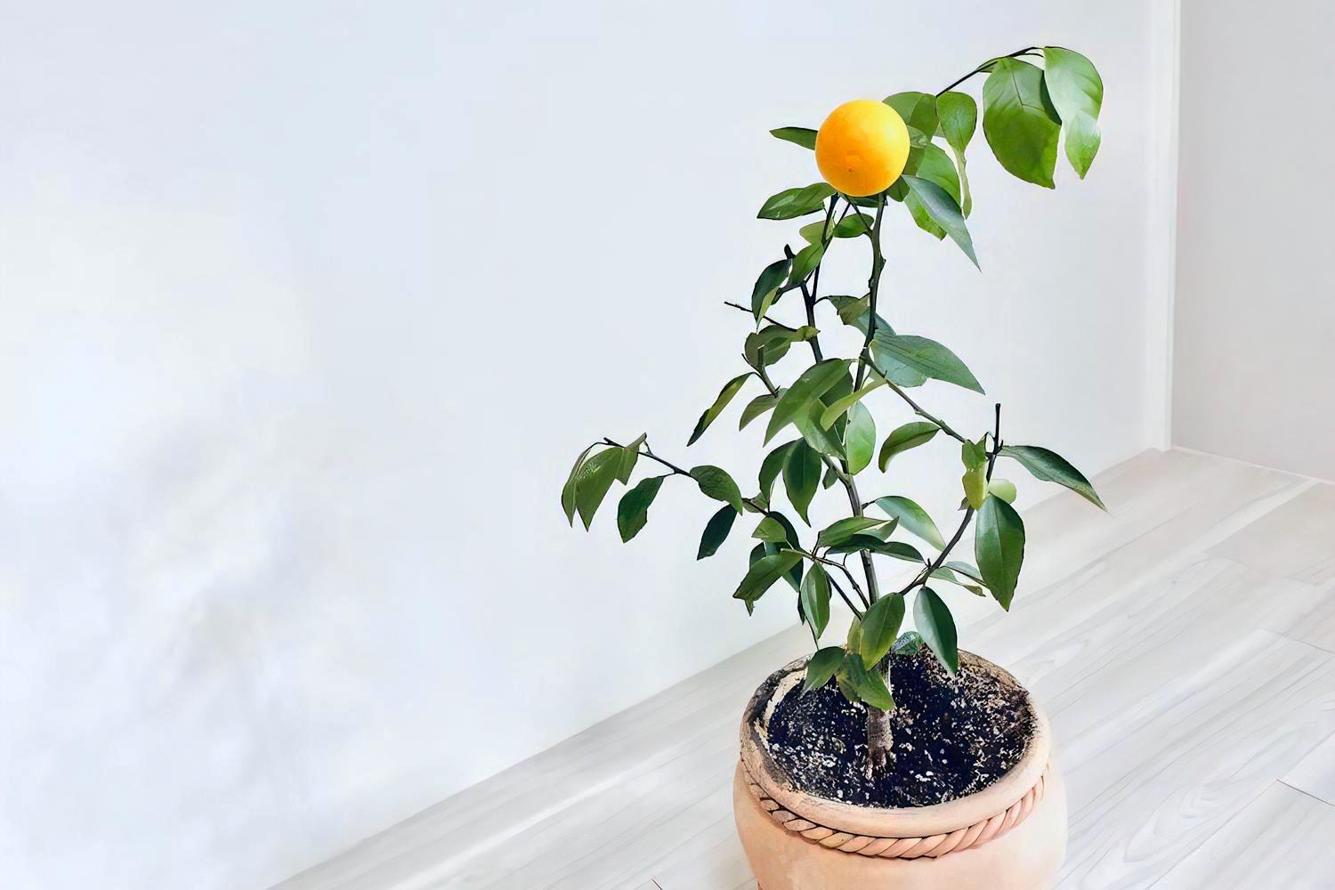 鉢栽培でのレモンの木