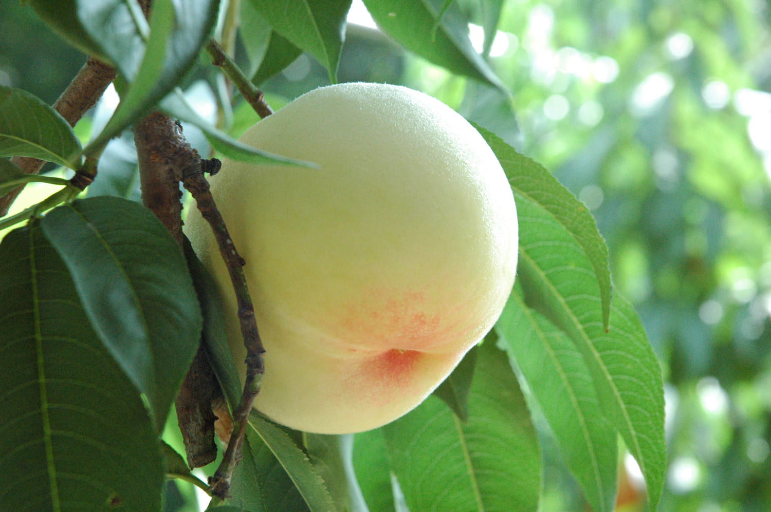 桃の苗木の準備：家庭菜園での桃栽培