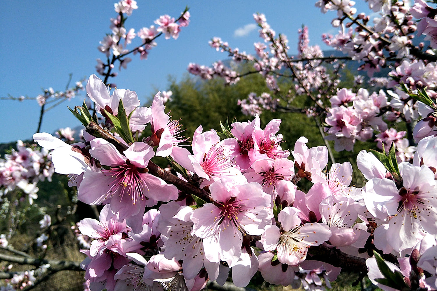 桃の開花・人工授粉：花の数が多く、着果確率は高め