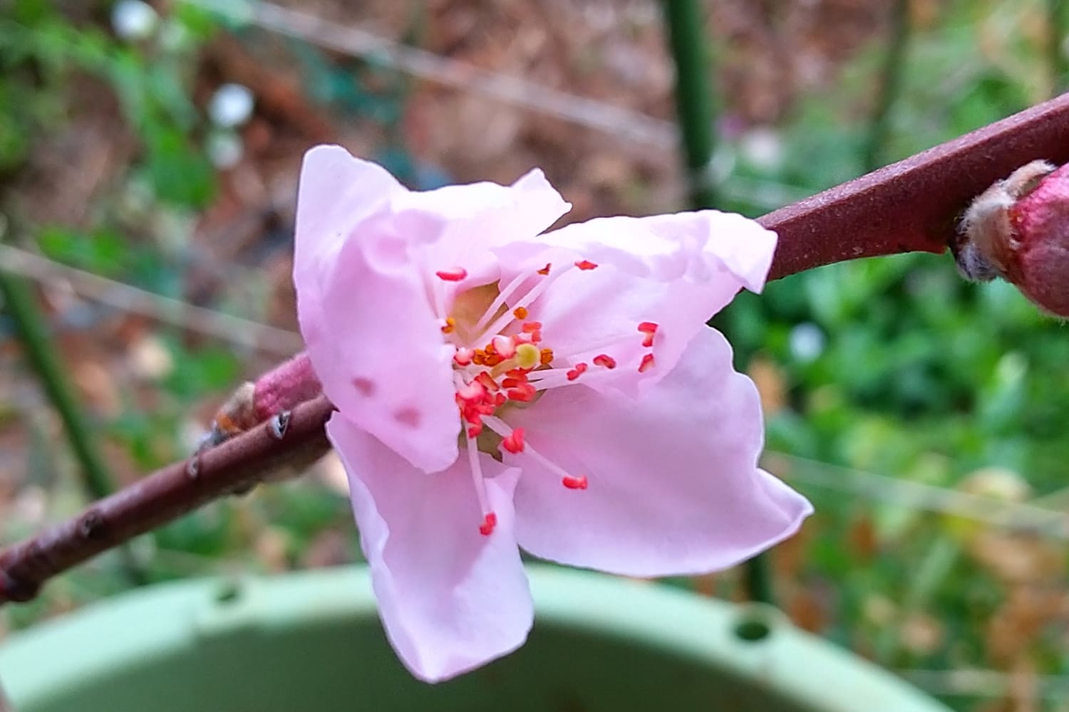 桃の開花・人工授粉：花の数が多く、着果確率は高め