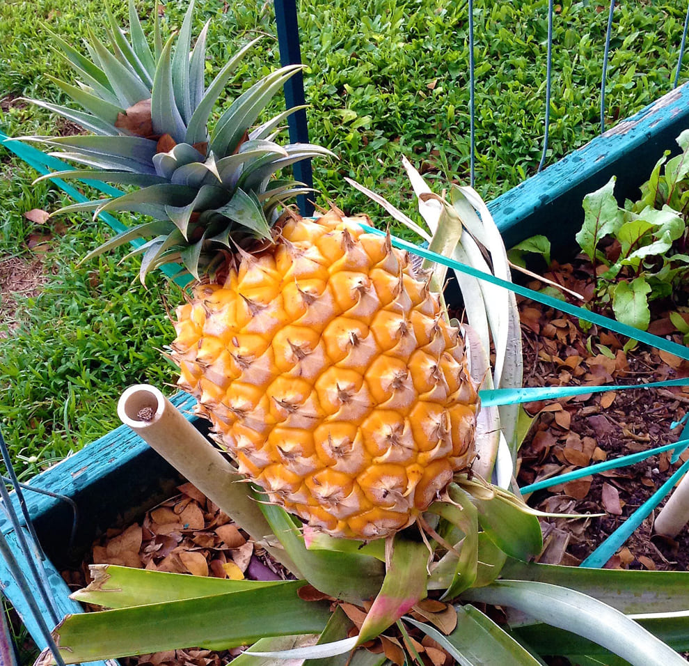 パイナップルの育て方・栽培のコツ｜プロが教える家庭菜園